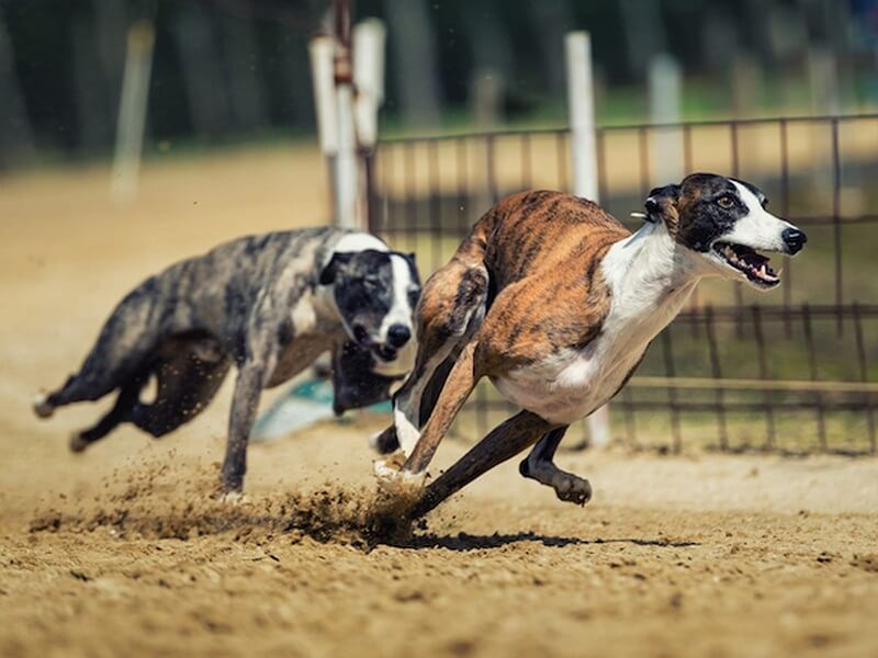 T7 Racing Betting Rules